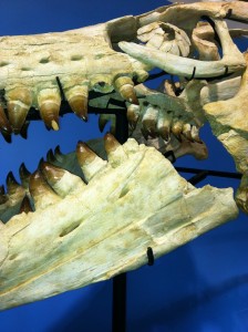 Dinosaur Teeth